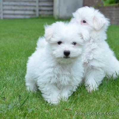 Magnifique bichons maltais