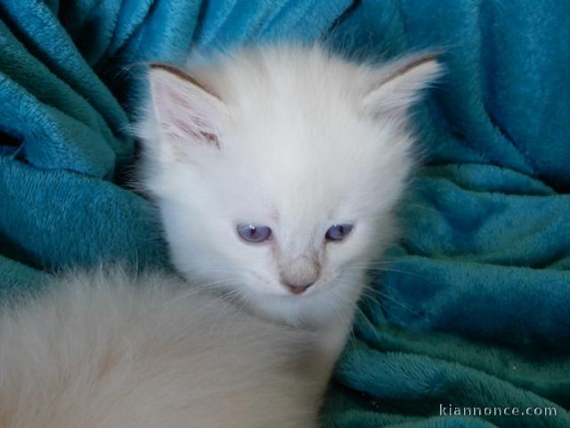 Chatons Ragdoll adorable