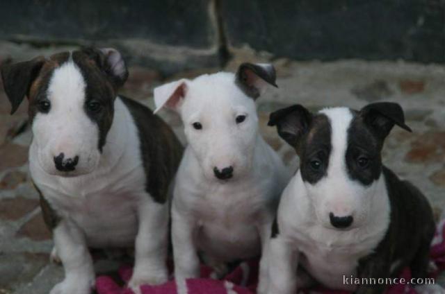 Choit bull terrier disponible 