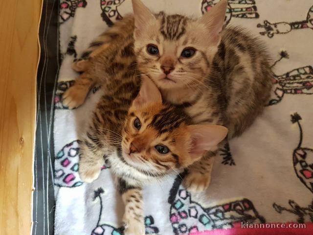 Adorables chatons Bengale brown