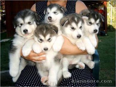 A donner chiots Husky de sibérien