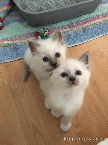 A donner très beau chatons de race Sacré de Birmanie