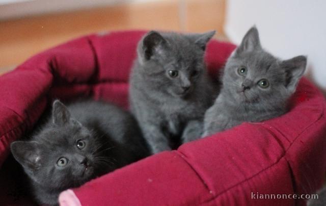 Adorable chatons Chartreux