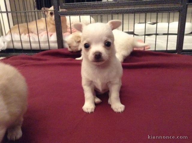 Chiots Chihuahua disponible