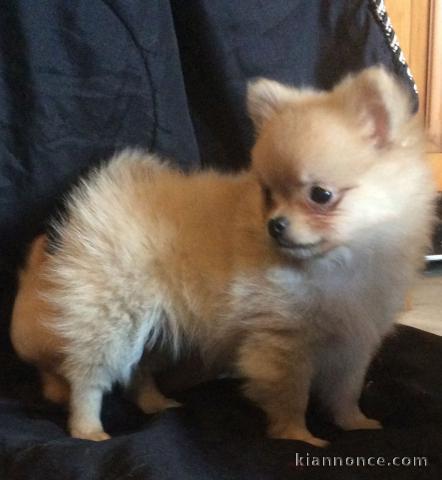 Disponible de suite Chiots Chihuahua Poils longs