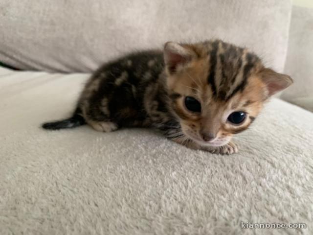 Adorable chaton bengal 