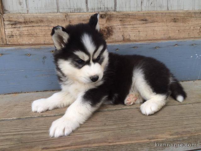 Husky Siberien dispo de suite