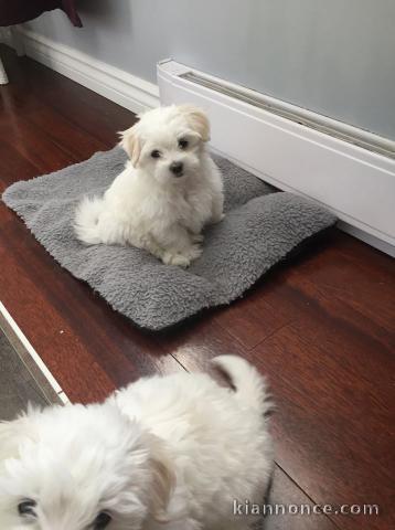 Disponible de suite Chiots Bichons Maltais