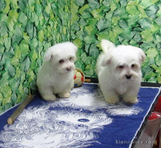 Disponible de suite Chiots bichons