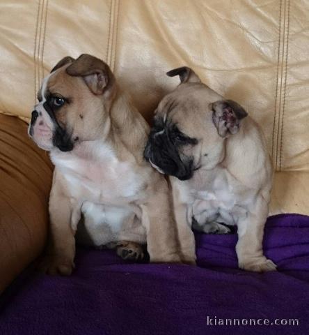 Disponible de suite Chiots Bouledogues français