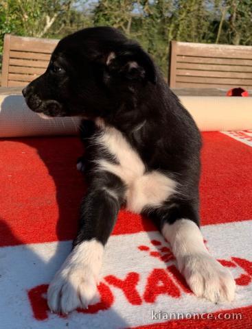 Chiot Border Collie adorable