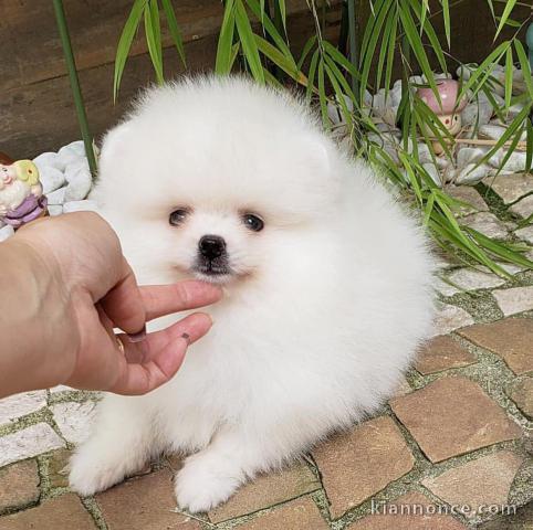 Magnifiques chiots spitz nain