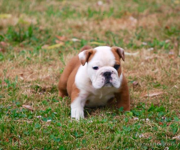 Disponible de suite Chiots Bouledogues Anglais