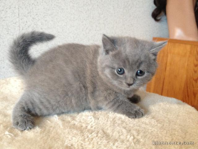 Chatons Chartreux age de 3 mois