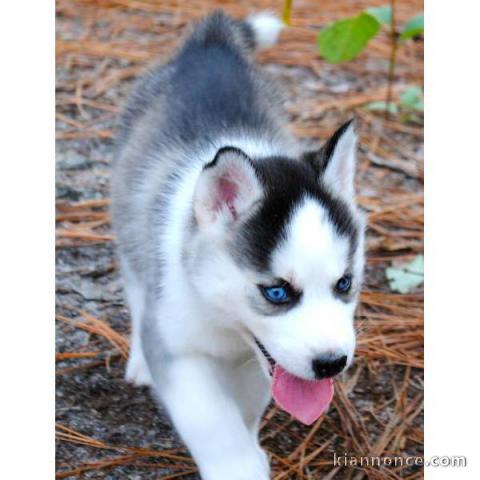 Chiots husky sibérien recherche A DONNER