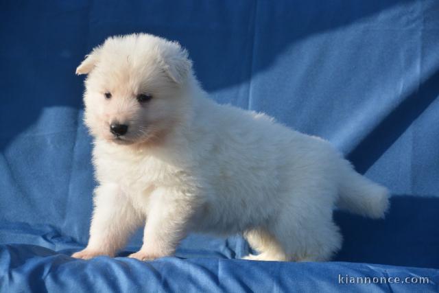 Chiots Berger Blanc Suisse 