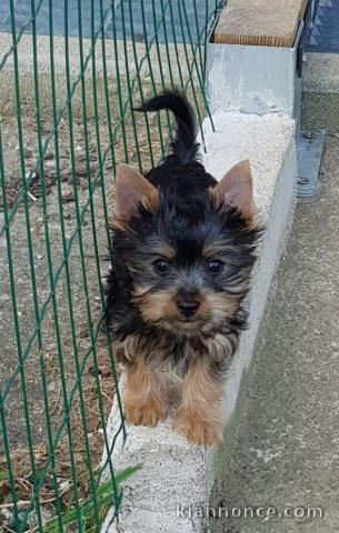 Chiots Australian Silky Terrier 