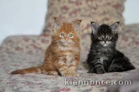 Adorables Chatons maine coon