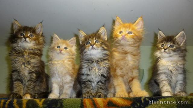 Adorables Chatons maine coon