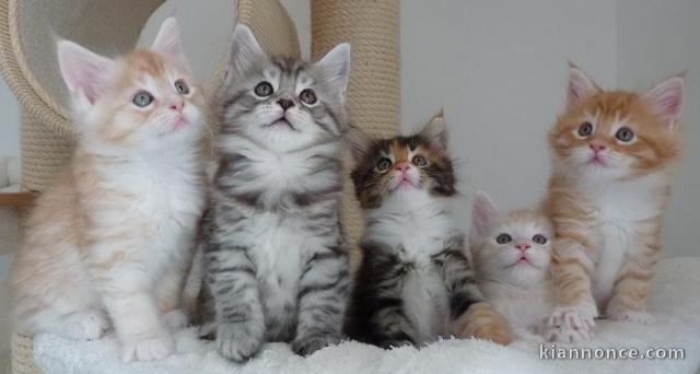 Adorables Chatons maine coon