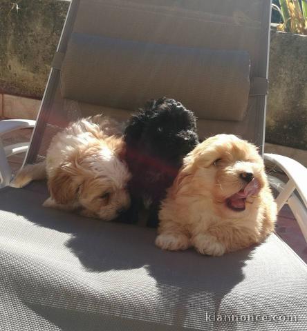 A donner  Chiots bichon havanais  de pure race