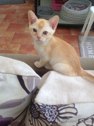 CHATONS BURMESE POUR LADOPTION