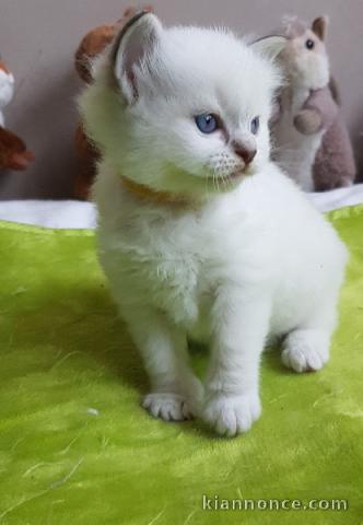 Chaton Ragdoll adorable