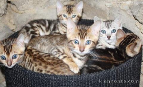 Chatons bengal pour adoption