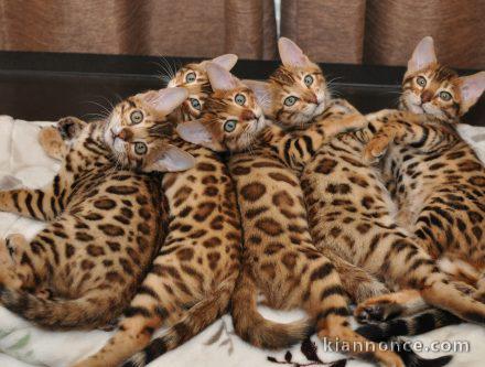 Chatons bengal pour adoption