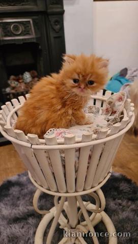  CHATONS PERSIEN POUR L\