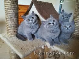 Chatons chartreux recherchent famille adoptive