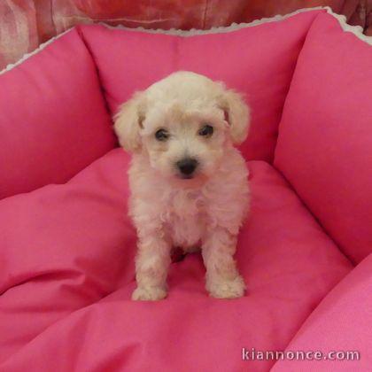 Chiot Caniche adorable