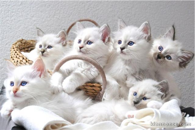 Magnifiques chatons Sacré de Birmanie