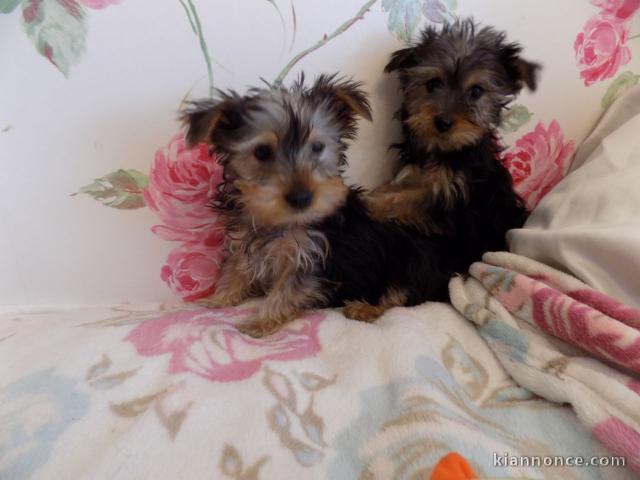 A donner chiots de race yorkshire