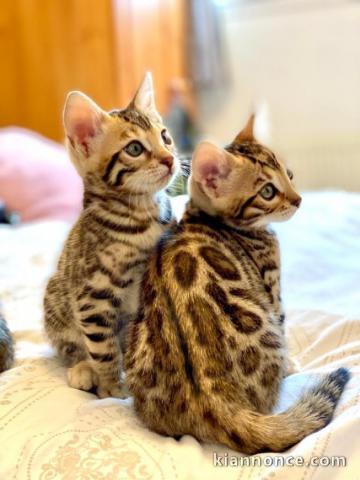 Magnifique chatons sacre de bengal