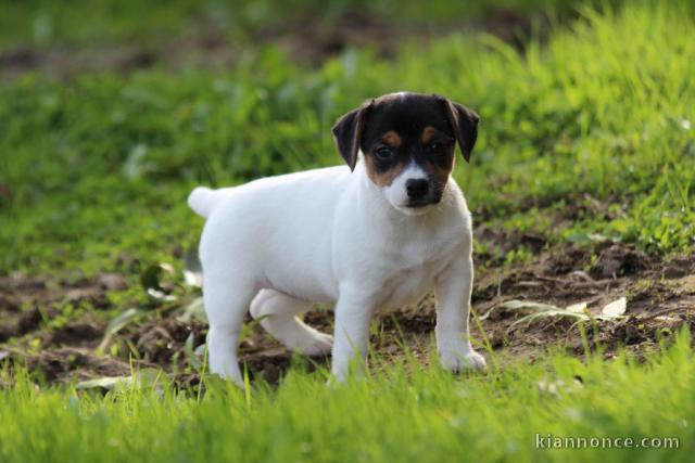 A donner chiot jack russel femelle de 03 mois