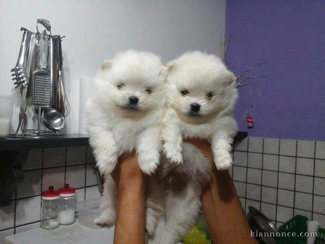 Disponible de suite Chiots Spitz Nain Poméranien