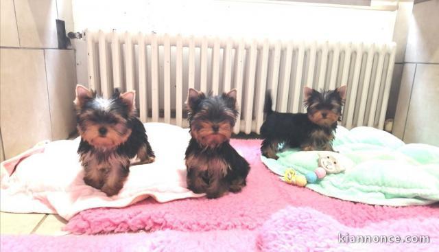 Chiot Yorkshire Terrier famille