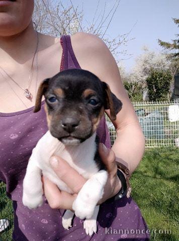 Chiots Terrier Bresilien 