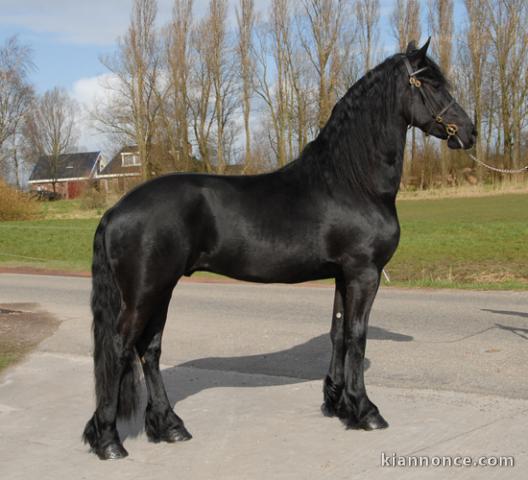 Cheval hongre frison pour adoption