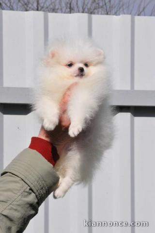 Disponible de suite Chiots Spitz Nain Poméranien