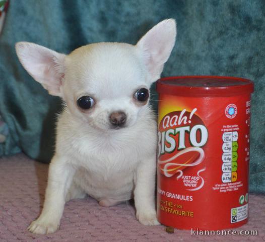 Chiot chihuahua poil long