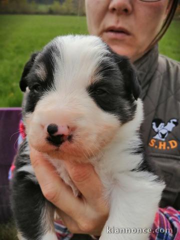 Chiot Border Collie adorable