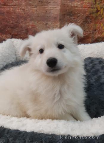 Chiots Berger Blanc Suisse