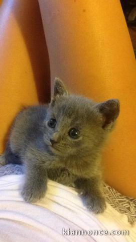 Chatons Chartreux age de 3 mois