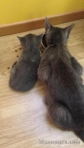 Chatons Chartreux age de 3 mois