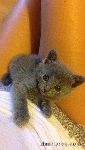 Chatons Chartreux age de 3 mois