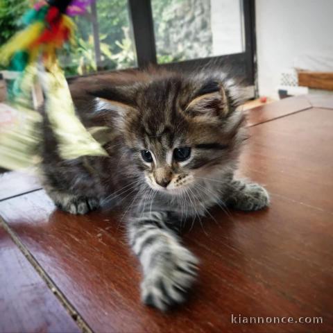 Chaton Maine Coon adorable