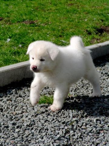 bébé chiot akita inu 