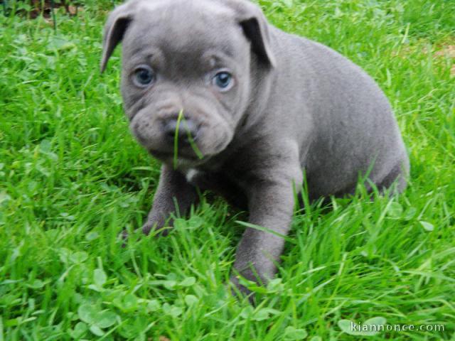 bébé chiot staffordshire bul terrier